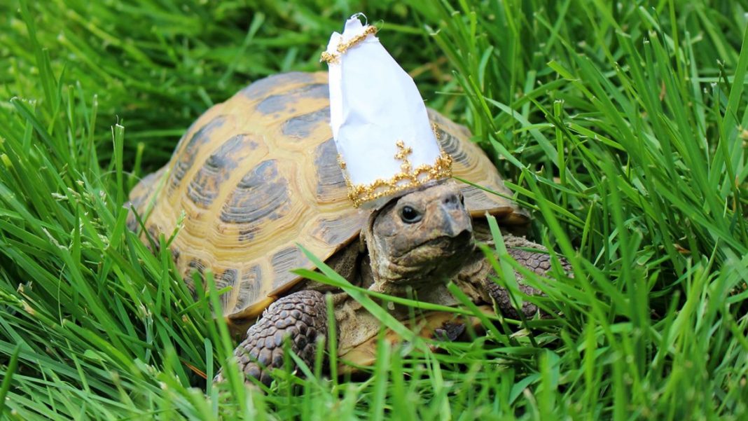 Elden Ring’s “Turtle Pope” Miriel continues to be revered by fans ...