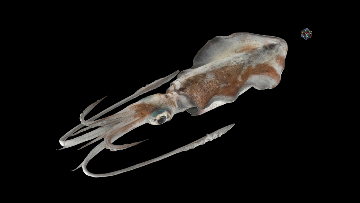 Over 1,400 digital 3D models of biological specimens have been released by a university in Japan