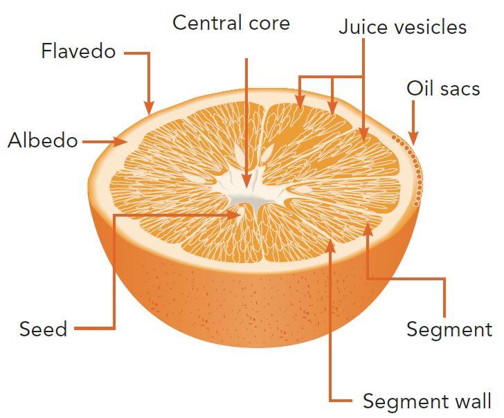 Orange diagram