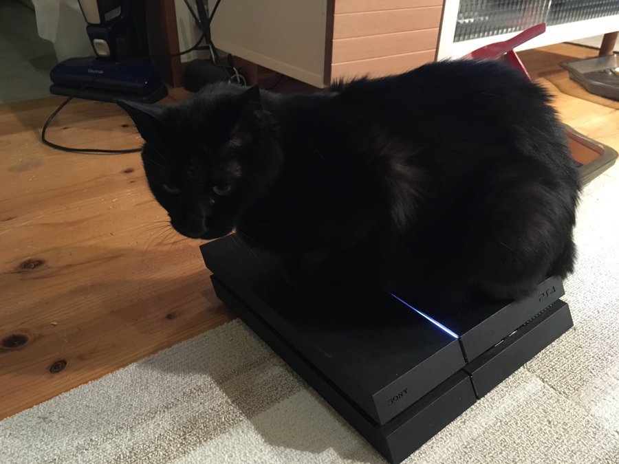 Black cat on a PS4