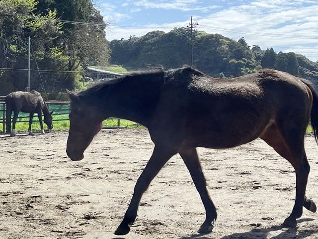 Haru Urara the horse. 