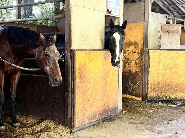 Haru Urara in the stables with another horse.