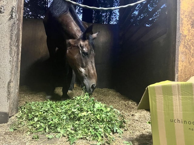 Haru Urara eats grass.