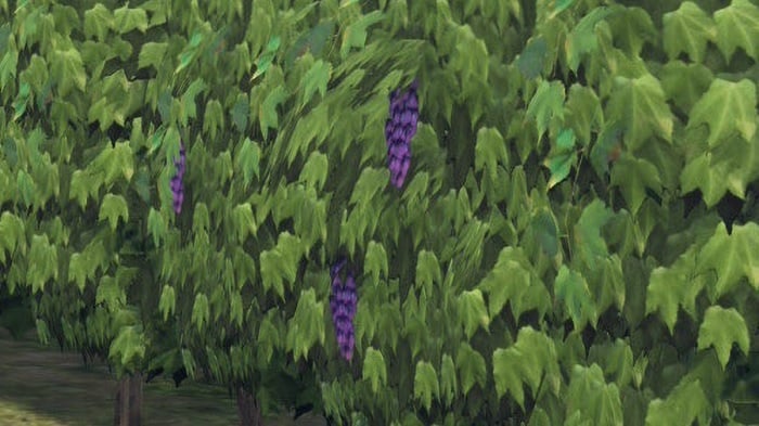 Pokemon Legends: Z-A grapes.