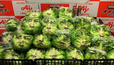 Tatsuya Fujiwara lettuce