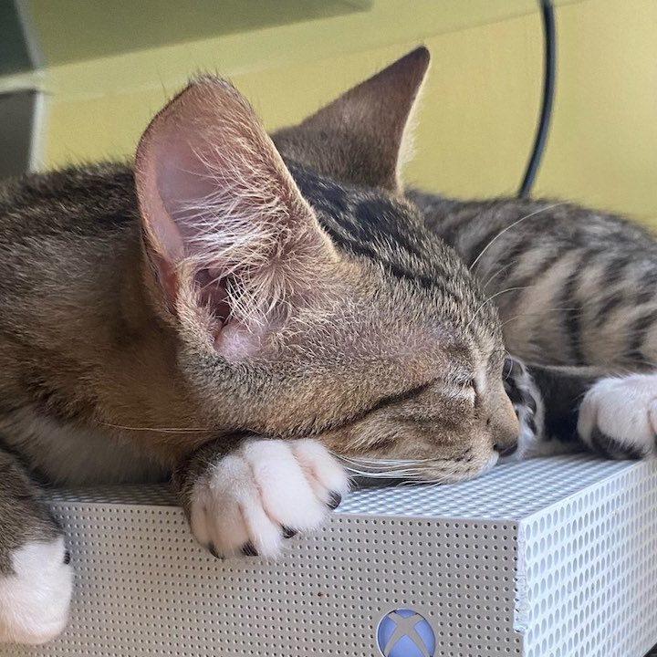 ゲーム機で暖を取りたい愛猫を、どうやって阻止すればいいのか