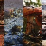 megascans-20240918-311035-header