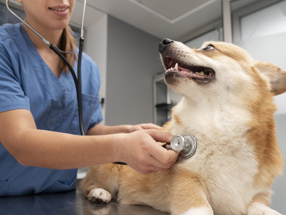 NVIDIAが、「GPUを使って犬の心疾患の有無を診断する研究」を紹介。犬
