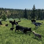 wolfquest-20250723-350180-header