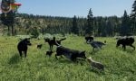 wolfquest-20250723-350180-header